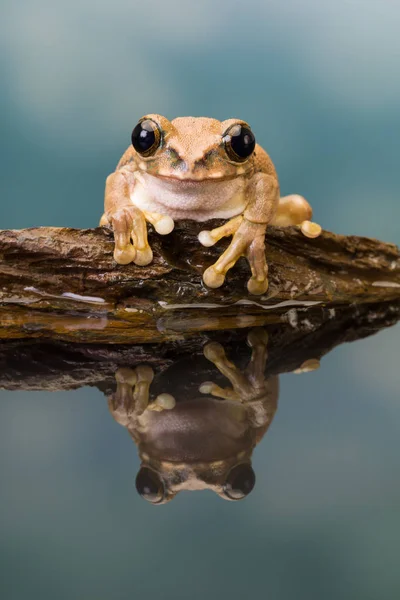 Rã leiteira amazônica refletida — Fotografia de Stock