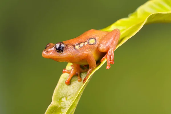 Sitting Golden sedge frog — Stock Photo, Image