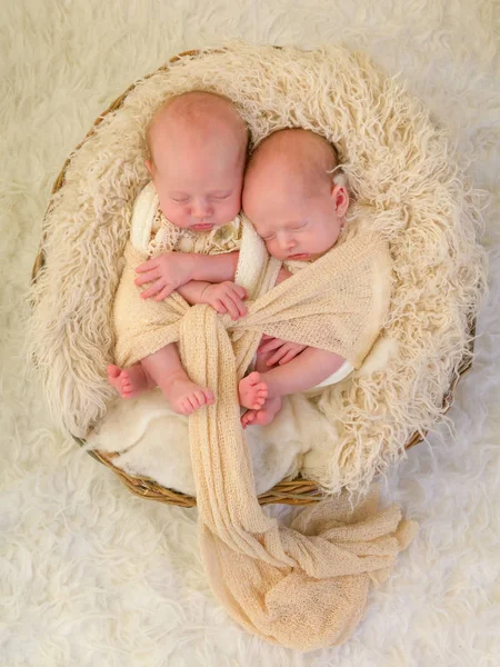 Gémeos idênticos envoltos — Fotografia de Stock