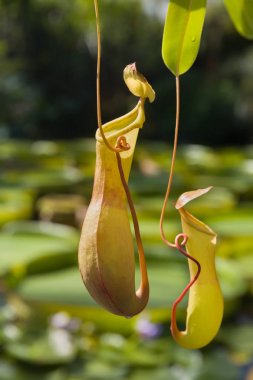 Sarracenia asılı bitki