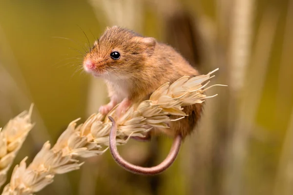 Funny Harvest Mouse — Stock Photo, Image