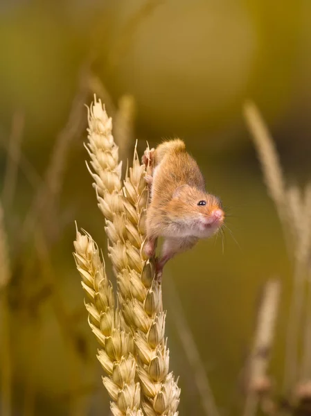 Climbing Harvest Mouse — Stock Photo, Image