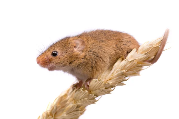 Zbiorów myszy w profilu — Zdjęcie stockowe