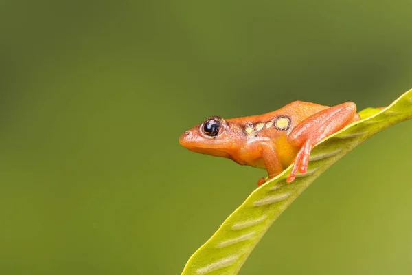 Rana de juncia dorada sobre hoja verde —  Fotos de Stock