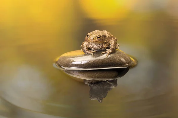 Європейська жаба у ставку — стокове фото