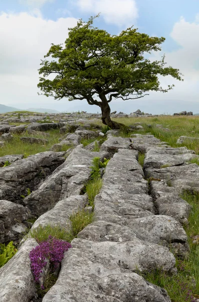 Yorkshire Dales albero solitario — Foto Stock