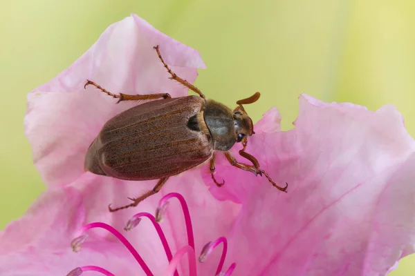 Maybug lub chrabąszcz — Zdjęcie stockowe