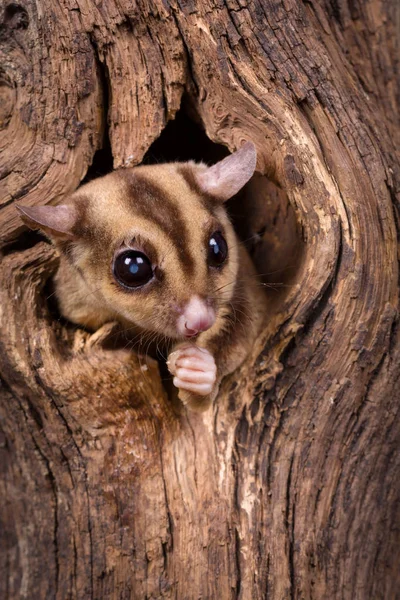 Peeking Sugar Glider — Stock Photo, Image