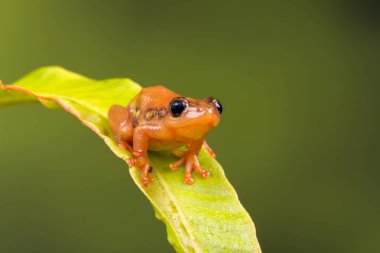 Şirin golden saz kurbağa