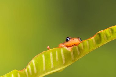 Portakal altın saz kurbağa gizleme