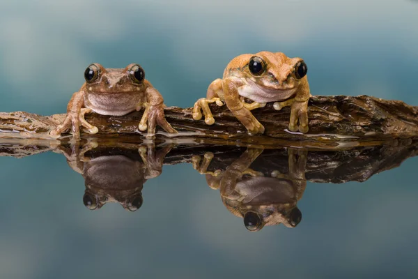 Deux grenouilles amazoniennes — Photo