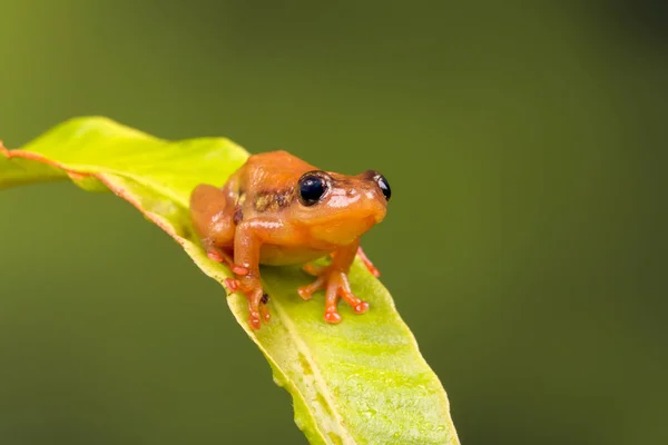 Cute golden sedge frog — Stock Photo, Image