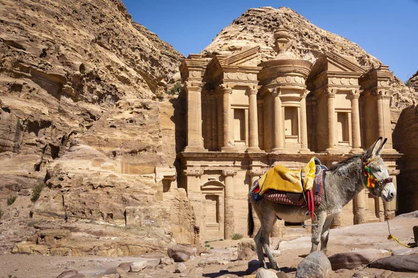 位于约旦Wadi Musa Petra修道院前的驴子 — 图库照片