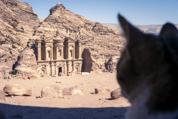 Verdwaalde Kat Kijkt Naar Het Klooster Petra Wadi Musa Jordanië — Stockfoto