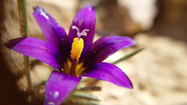 閉じると クロッカスの花の詳細が開きます 紫色の葉と黄色の雌蕊 — ストック写真