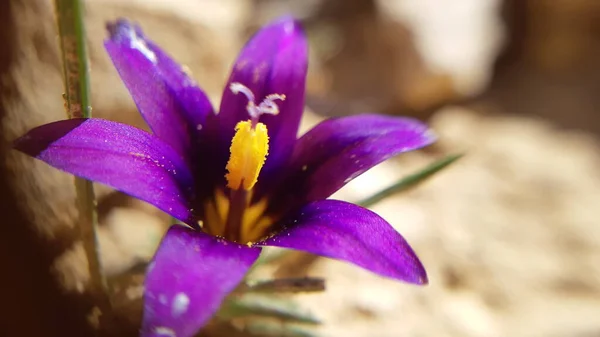 Nahaufnahme Und Detail Einer Krokusblüte Die Sich Öffnet Lila Blätter — Stockfoto