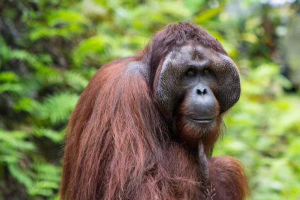 Orangutan Volwassen Man Close Van Gezicht Haar Natuur Van Borneo — Stockfoto