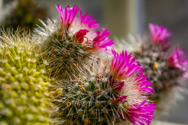 Nahaufnahme Und Makro Von Kakteen Mit Rosa Blüte — Stockfoto