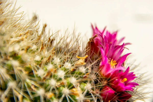 Nahaufnahme Und Makro Von Kakteen Mit Rosa Blüte — Stockfoto