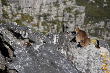 Rock hyraxes basking in the sun, Table Mountain, South Africa clipart