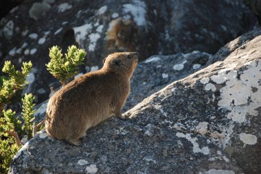 Bir rock yaban faresi üzerinde Masa Dağı, Güney Afrika