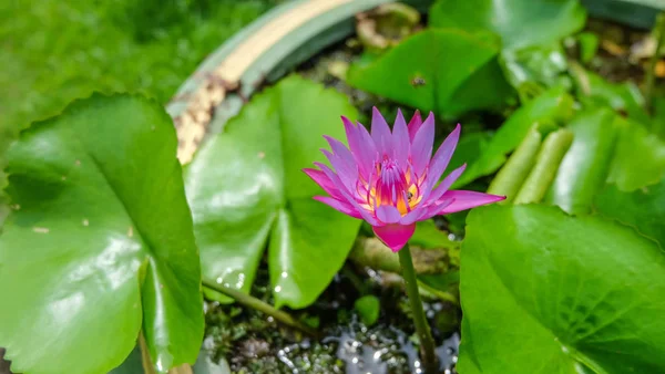 Lírio de água com abelhas — Fotografia de Stock