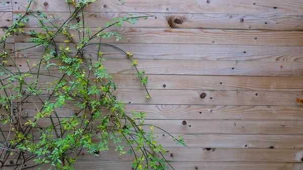 Vite strisciante sul muro del giardino — Foto Stock