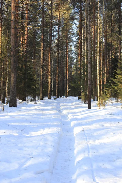 Kış ormanlarında yol güneşli bir günde