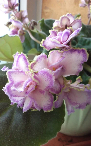 Blooming white and purple violet flower in a pot on windowsill. — Stok fotoğraf