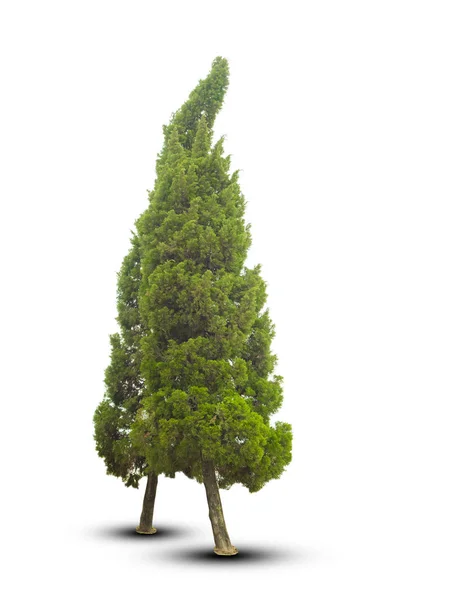 Bäume isoliert auf weißem Hintergrund — Stockfoto