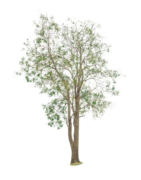 Δέντρα απομονωμένα σε λευκό φόντο — Φωτογραφία Αρχείου