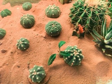 Kaktüs manzara, kaktüs alan, çiçek, Bahçe.