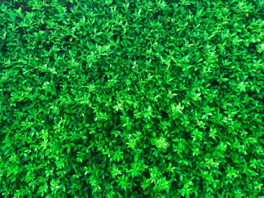 Desen düzen, doğa düz yatıyordu, yaratıcı tropikal yeşil yaprakları 