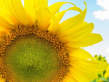 Ayçiçeği ayçiçeği alan ve bulut içinde mavi gökyüzü ile kapatmak