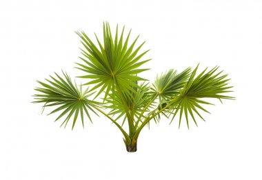 Beyaz arkaplanda izole edilmiş ağaçlar