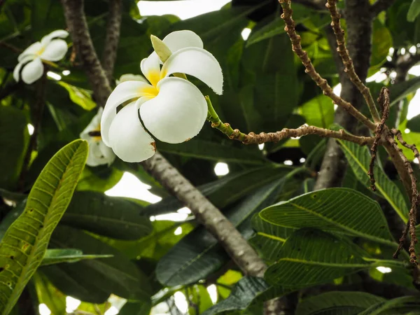 Weiße Blume Auf Baum — Stockfoto