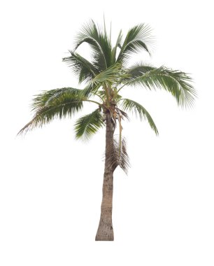 Beyaz arkaplanda izole edilmiş ağaçlar