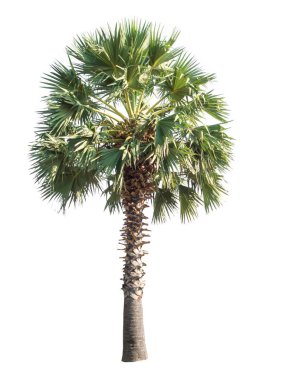 Beyaz arkaplanda izole edilmiş ağaçlar