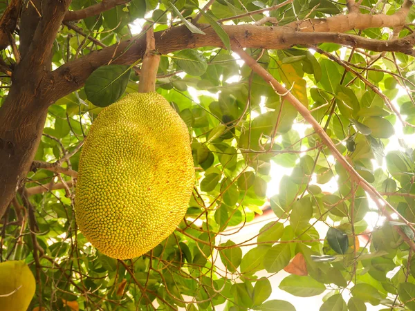 Jackfruit Volonté Mûrir Sur Fusée Éclairante Des Arbres Lumière Soleil — Photo