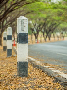 Ağaçlar kemer tünel altında düz yol Peyzaj, arka plan için Yaz doğa manzara
