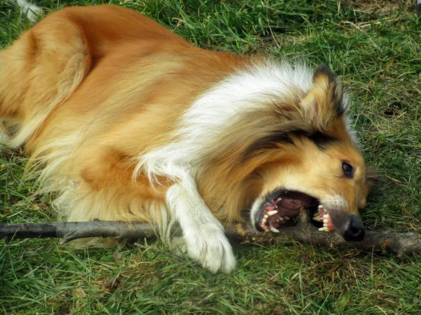 Hond met een stok — Stockfoto