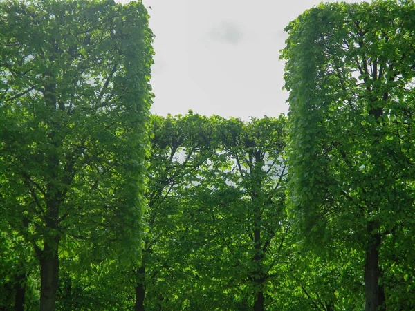 Paris, ağaçlar Tuleri bahçelerde — Stok fotoğraf
