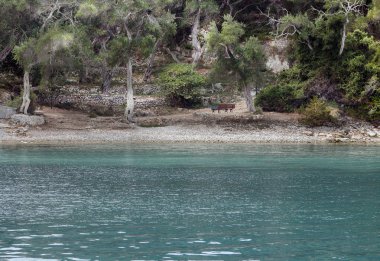 Orman ve deniz. Ionian Islands, Yunanistan.