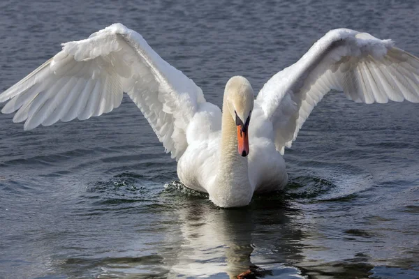 Hermoso Cisne Con Alas Extendidas Orestiada Lago Kastoria Grecia —  Fotos de Stock