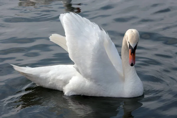 Swan Profil Orestiada Sjön Kastoriá Greece — Stockfoto
