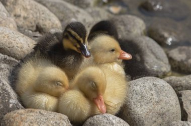 Yeni doğan ducklings yakınındaki bir su birikintisi bir kabarık topu.