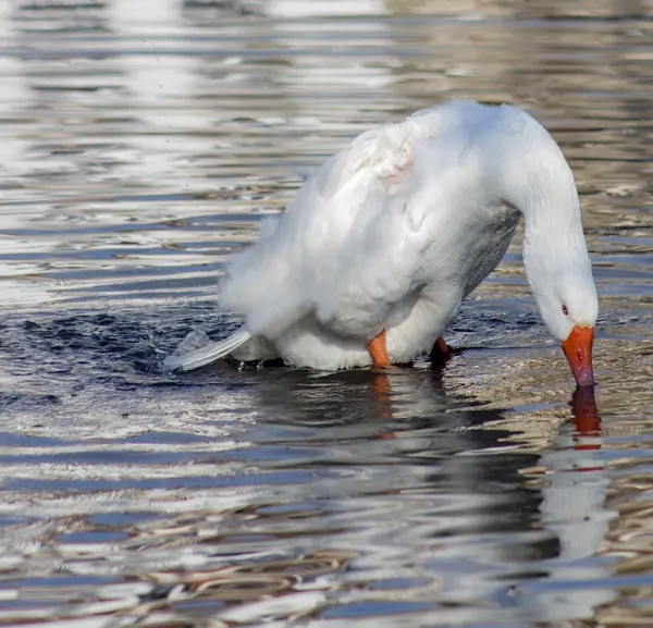 Fantasma Blanco Agraciado Como Cisne Agua Lluvia —  Fotos de Stock