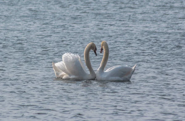 Couple Swans in Love Dance. In Orestiada Lake of Kastoria, Greece.