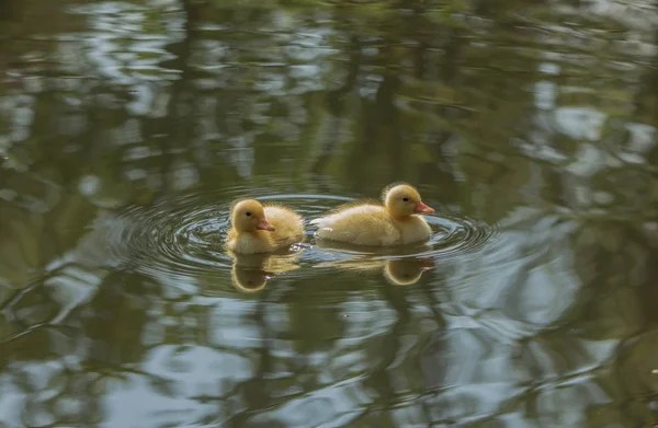 Två Fluffiga Gula Ankungar Blå Damm — Stockfoto