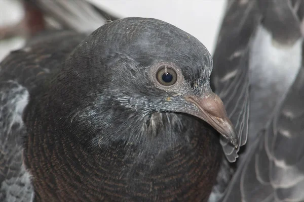 Closeup Portrait Young Pigeon Balcony — Stock Photo, Image